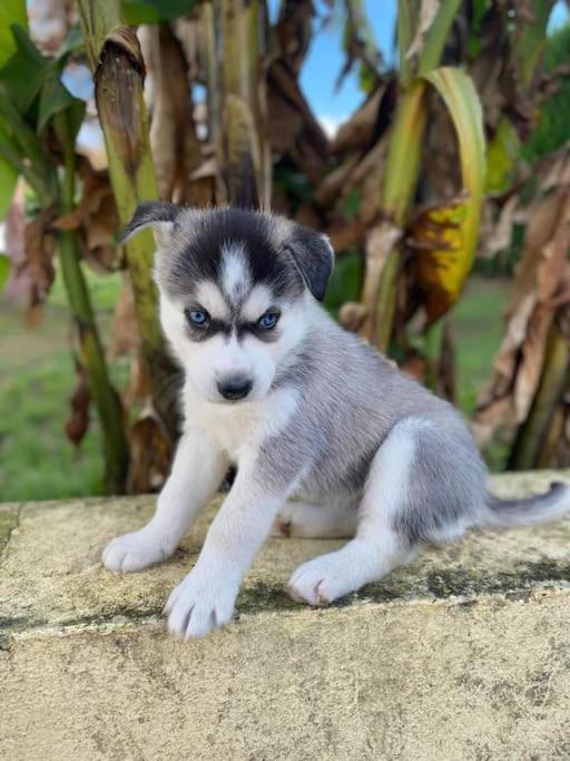 Vila Gite Des Huskys Tonnay-Charente Exteriér fotografie