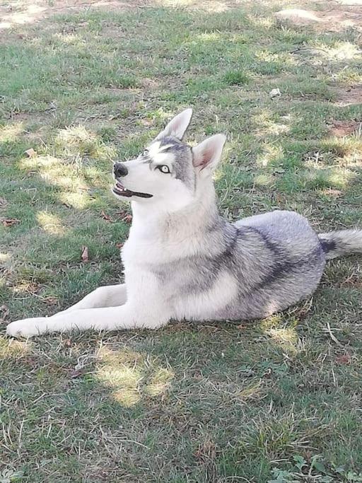 Vila Gite Des Huskys Tonnay-Charente Exteriér fotografie